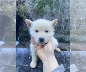 Medium Gerberian Shepsky