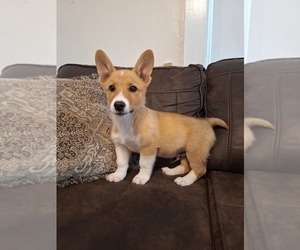 Medium Pembroke Welsh Corgi