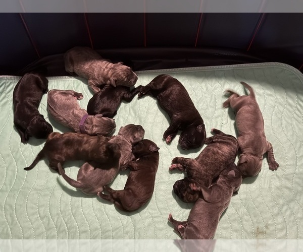 Medium Photo #1 Cane Corso Puppy For Sale in WALNUT GROVE, GA, USA