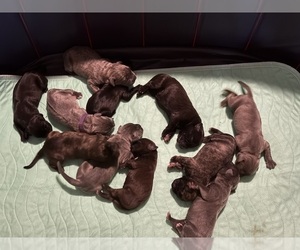Cane Corso Litter for sale in WALNUT GROVE, GA, USA