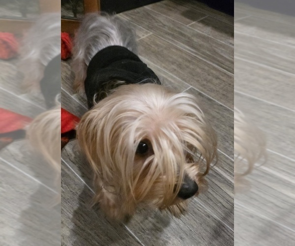 Medium Photo #1 Yorkshire Terrier Puppy For Sale in ALEXANDER CITY, AL, USA