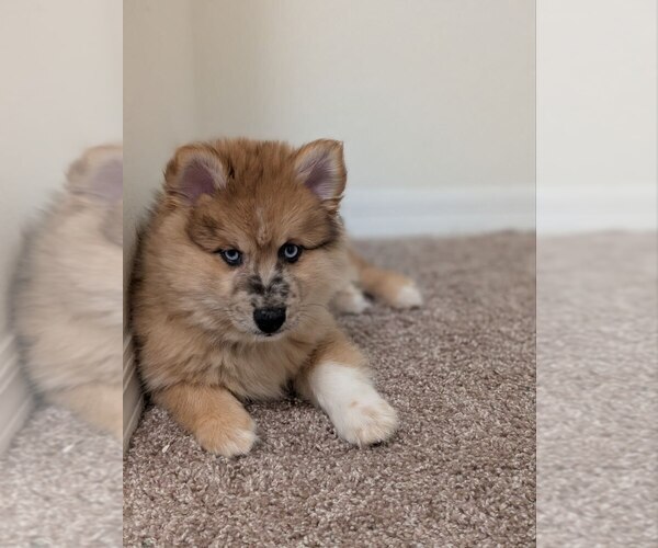 Medium Photo #6 Pomsky Puppy For Sale in LAWRENCEVILLE, GA, USA