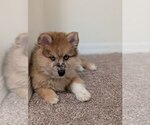 Small #5 Pomsky