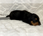 Small Photo #34 Black and Tan Coonhound-Bluetick Coonhound Mix Puppy For Sale in OAK HILLS, CA, USA