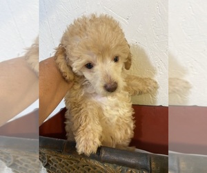 Poodle (Toy) Puppy for sale in GREENVILLE, NC, USA