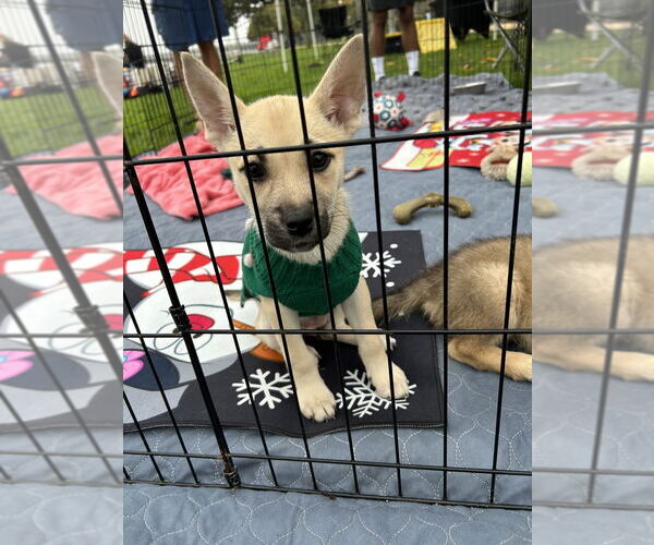 Medium Photo #2 Border Collie-Boxer Mix Puppy For Sale in San Diego , CA, USA