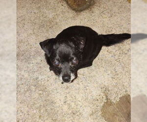 Chihuahua-Unknown Mix Dogs for adoption in San Antonio, TX, USA