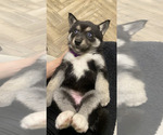 Small Photo #3 Pomsky Puppy For Sale in ROCKFORD, IL, USA