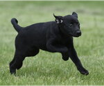 Small Borador