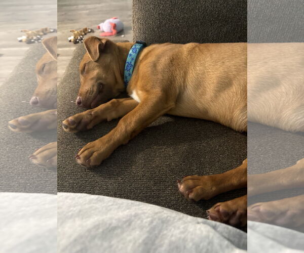 Medium Photo #5 Dachshund-Vizsla Mix Puppy For Sale in Wakefield, RI, USA