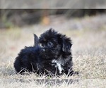 Small #3 Shih Aussie