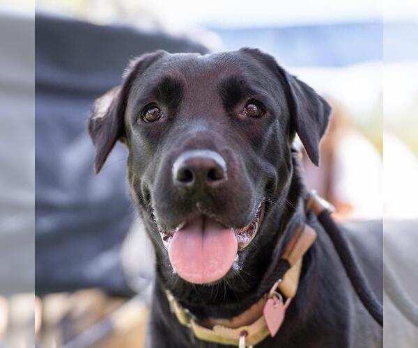 Medium Photo #3 Labrador Retriever-Unknown Mix Puppy For Sale in San Diego, CA, USA