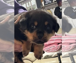 Rottweiler Puppy for Sale in DRAPER, Virginia USA
