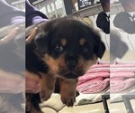 Red Boy - Male Rottweiler Puppy for Sale - Small photo