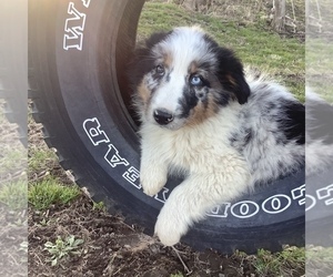 Australian Shepherd Puppy for sale in HILLSBORO, WI, USA