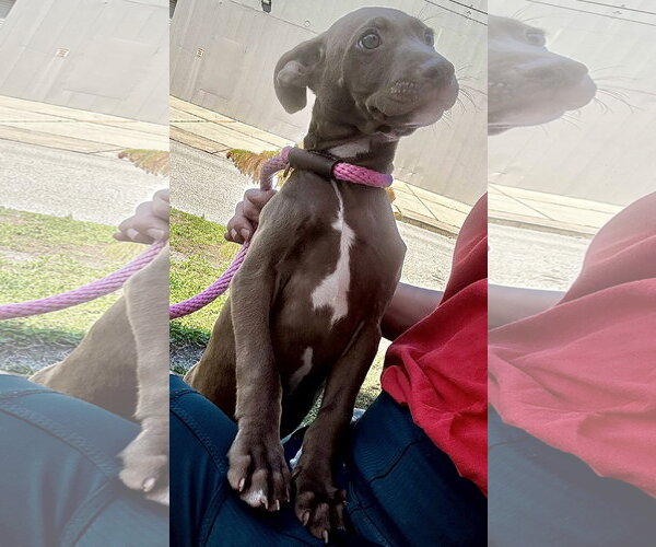 Medium Photo #2 Labrador Retriever-Unknown Mix Puppy For Sale in Sanford, FL, USA