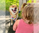 Small #2 Shiba Inu-Siberian Husky Mix