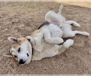 Bandit - Male Siberian Husky-Unknown Mix Dog for Adoption - Photo #3