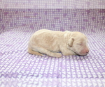 Small Photo #6 Goldendoodle (Miniature) Puppy For Sale in BLMGTN, IN, USA