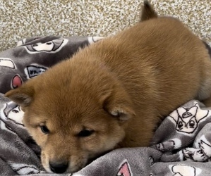 Shiba Inu Puppy for sale in HOLLAND, MI, USA