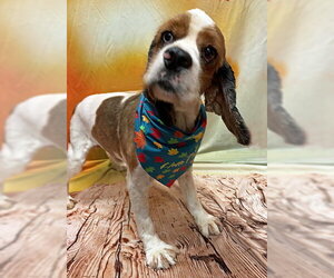 Roux - Male Cocker Spaniel Dog for Adoption - Photo #3