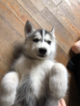 Small Photo #12 Siberian Husky Puppy For Sale in JOPLIN, MO, USA