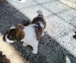 Puppy 1 Parson Russell Terrier-Wire-Poo Mix