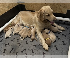 Golden Retriever Puppy for sale in POWELL, TN, USA