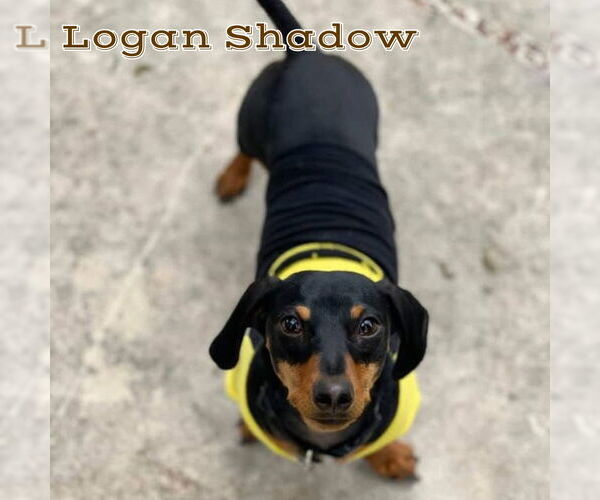 Medium Photo #3 Dachshund Puppy For Sale in San Antonio, TX, USA