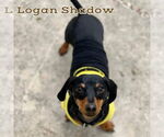 Small #2 Dachshund