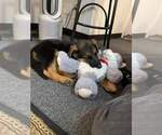Small Photo #186 German Shepherd Dog Puppy For Sale in LA FAYETTE, NY, USA