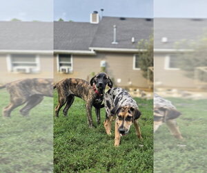 LLP Trixie : Beauregard - Male Catahoula Leopard Dog-Labrador Retriever Mix Dog for Adoption - Photo #5