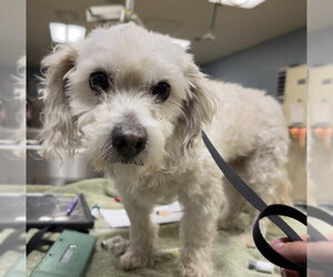 Maltese Dogs for adoption in Riverside, CA, USA