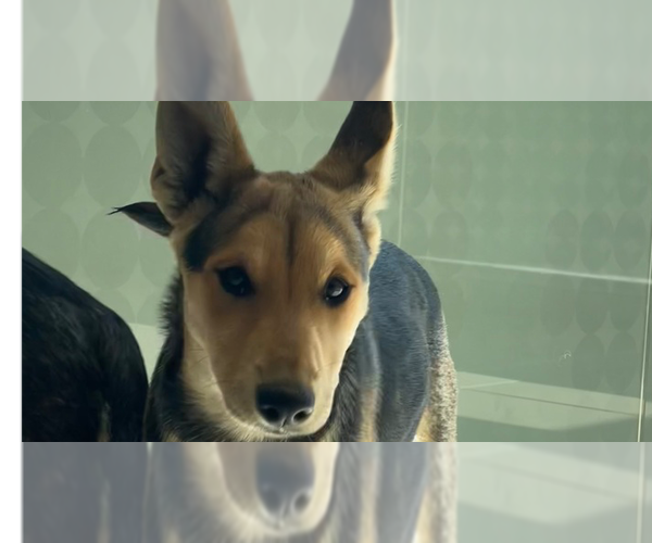 Medium Photo #1 Huskies -Unknown Mix Puppy For Sale in Van Nuys, CA, USA