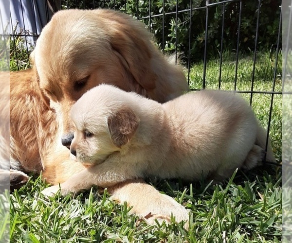 Medium Photo #3 Golden Retriever Puppy For Sale in BEVERLY HILLS, CA, USA