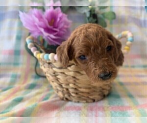 Poodle (Standard) Puppy for sale in MONTEREY, CA, USA