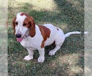 Basset Hound Dogs for adoption in Deepwater, NJ, USA
