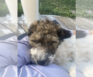 Poodle (Standard) Puppy for sale in STERLING, CO, USA
