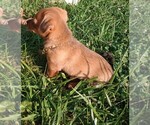 Small #2 Chorkie