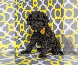 Cock-A-Poo Puppy for sale in LINCOLN UNIV, PA, USA