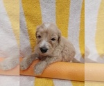 Small Photo #16 Bordoodle Puppy For Sale in COPPERAS COVE, TX, USA