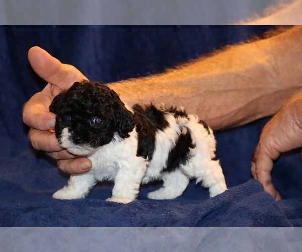 Medium Photo #1 Poodle (Toy) Puppy For Sale in DYERSBURG, TN, USA