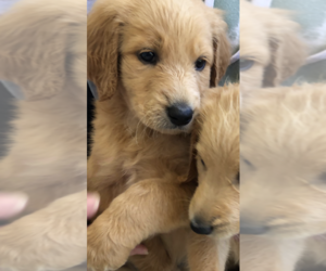 Labradoodle Puppy for sale in MURRAYVILLE, GA, USA