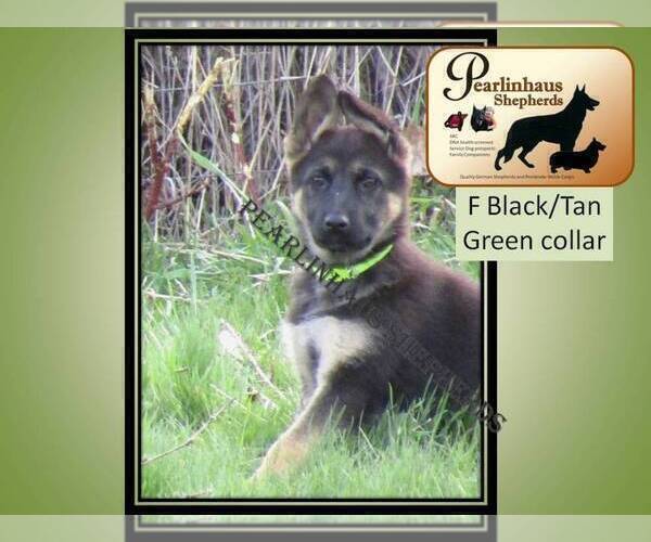 Medium Photo #1 German Shepherd Dog Puppy For Sale in CENTERVILLE, WA, USA