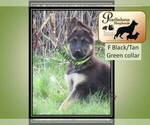 Small Photo #1 German Shepherd Dog Puppy For Sale in CENTERVILLE, WA, USA