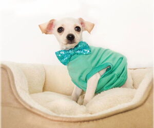 Chipin Dogs for adoption in phoenix, AZ, USA