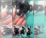 Small #7 Shorkie Tzu
