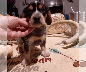 Beagle Puppy for sale in CARTHAGE, TX, USA