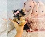 Small #12 Morkie