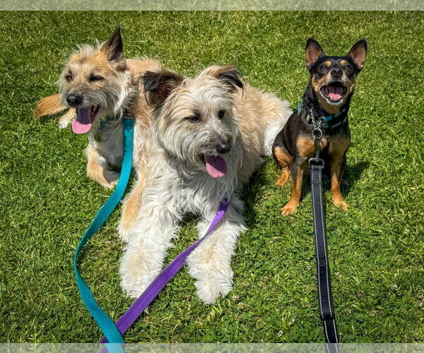 Medium Photo #17 Chipin Puppy For Sale in Newport Beach, CA, USA